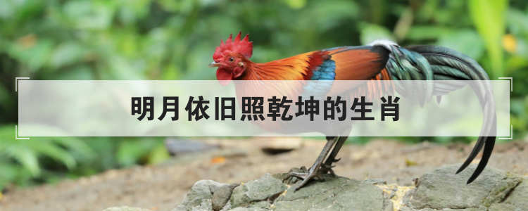 明月依旧照乾坤的生肖