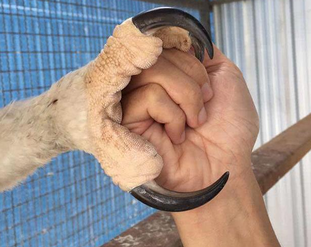 世界上最大的鸟