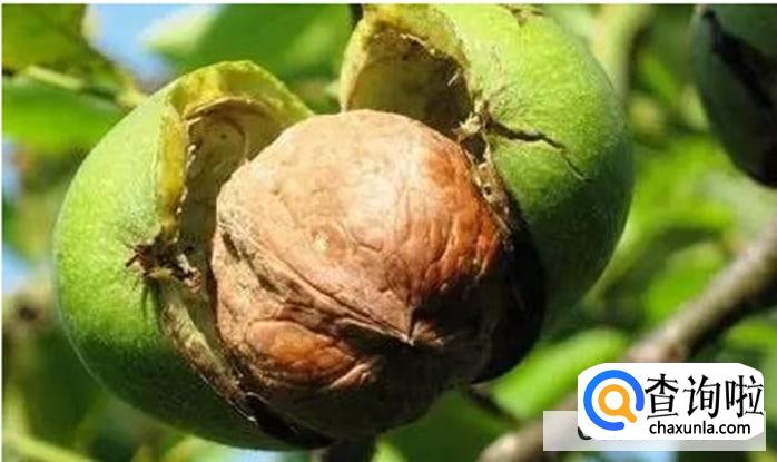 核桃树怎么育苗合适