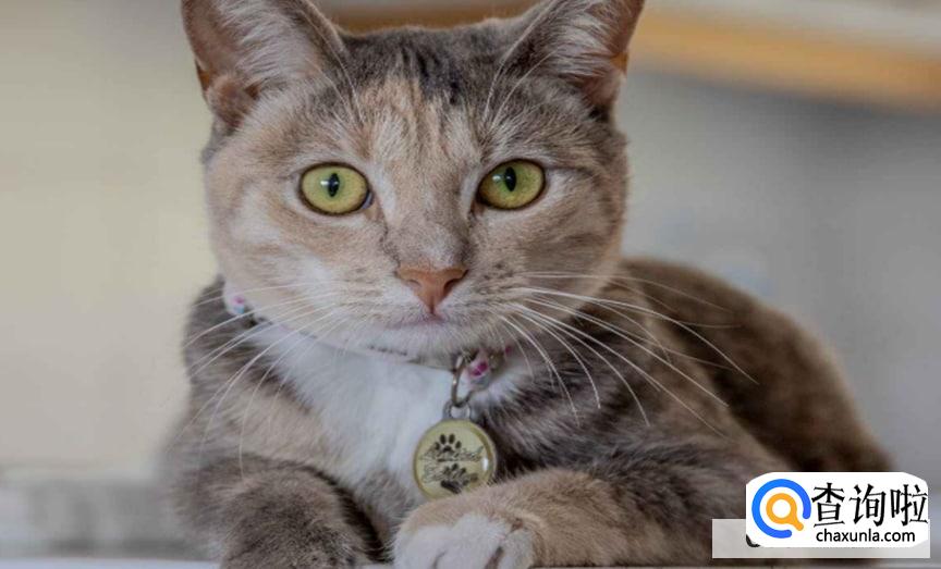 猫咪跑丢了怎么找回