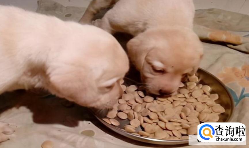 小狗拉稀怎么办