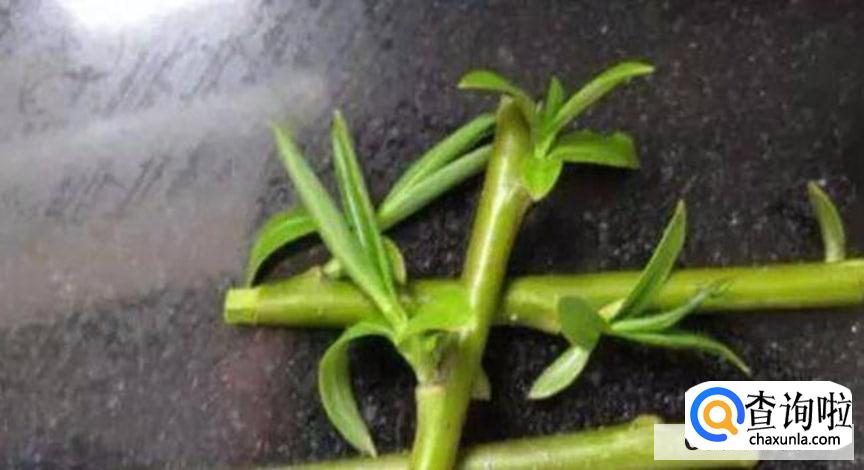 如何辨别扦插是否成功