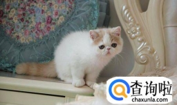 加菲猫怎么养