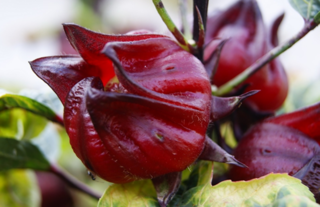 红桃k有什么功效和作用