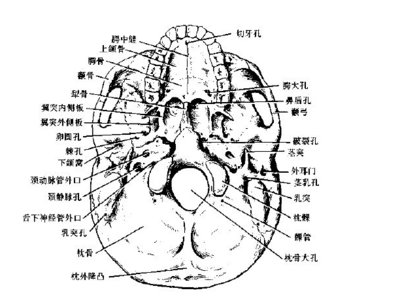 扭脖子杀人原理