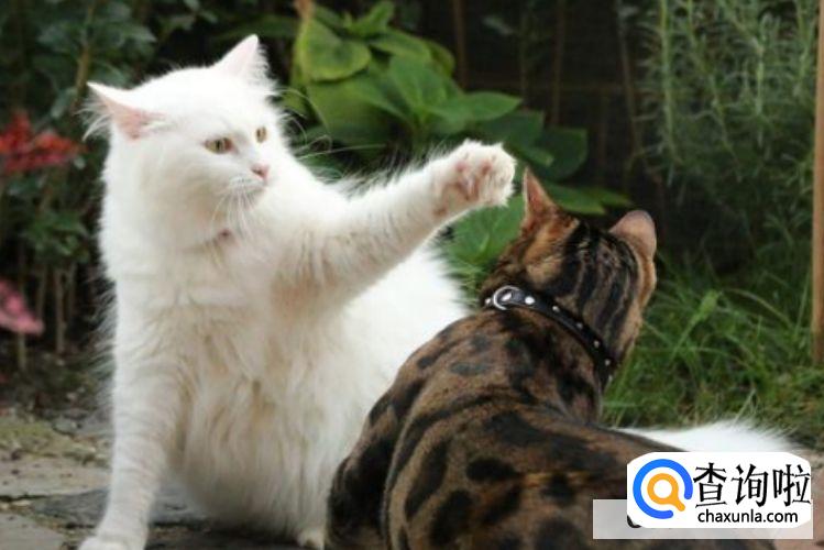 猫咪发情了怎么办?