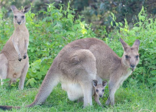 袋鼠的尾巴有什么作用