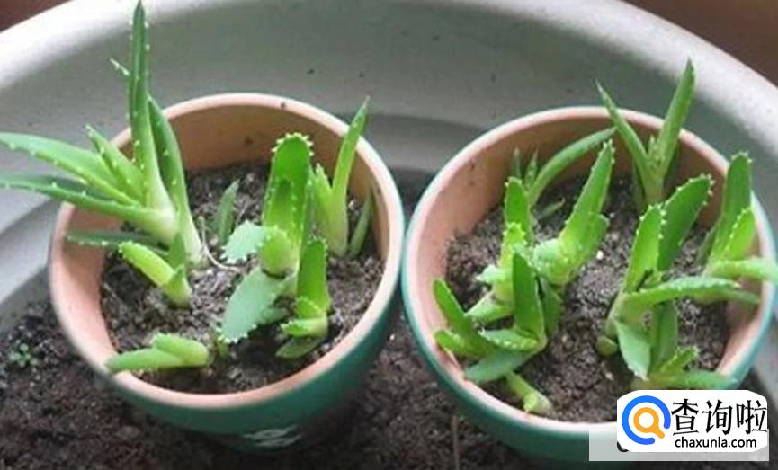 多肉繁殖的方法