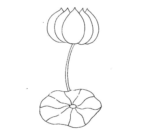 荷花简笔画图片