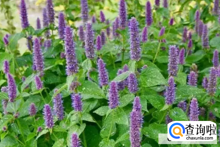 藿香种植时间和方法