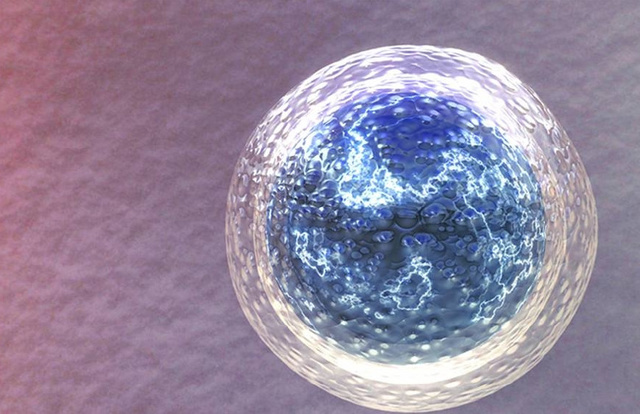 冻卵是什么意思啊