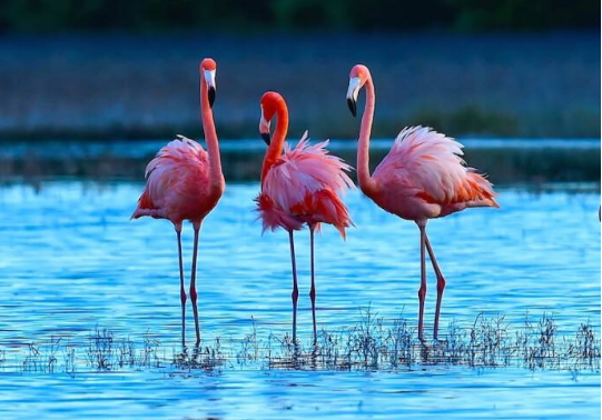 什么动物睡觉方式很有趣