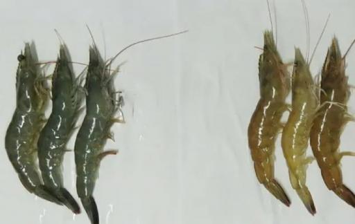 吃虾的禁忌人群