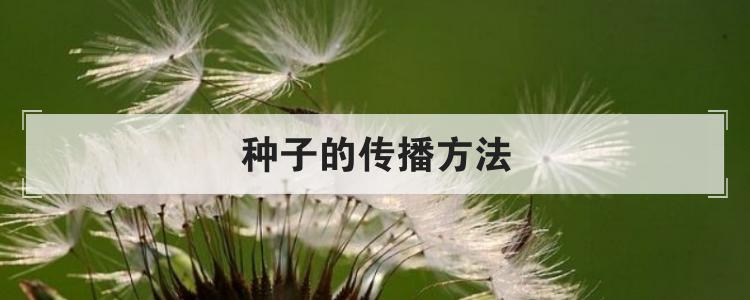 种子的传播方法