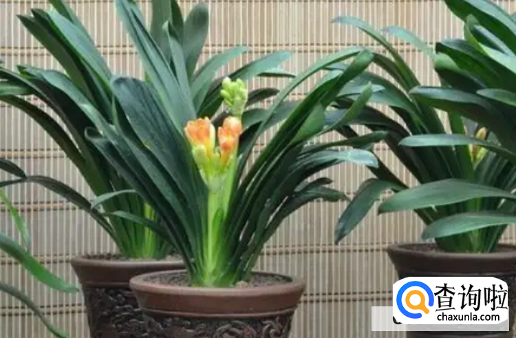 君子兰繁殖的方法常用的有