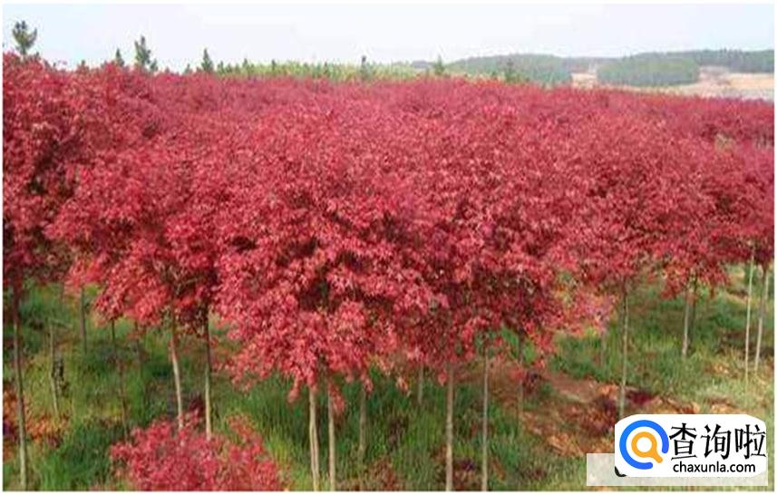 日本红枫的养殖方法和注意事项