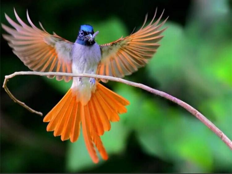 名字里带羽的寓意