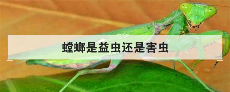 螳螂是益虫还是害虫