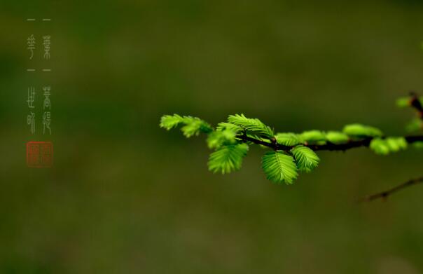 一花一世界一叶一菩提是什么意思