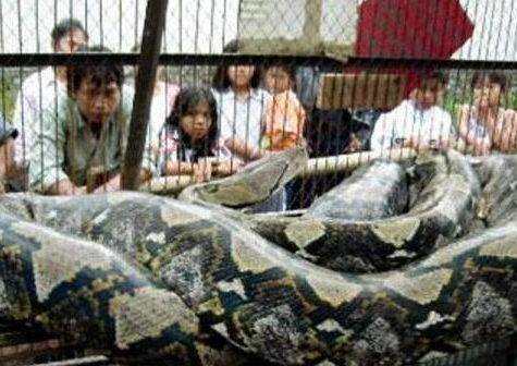 世界上最大的蛇