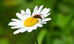 夏天有什么花？