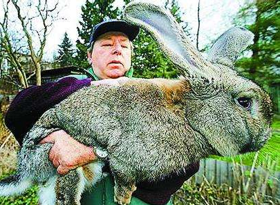 世界上最大的兔子