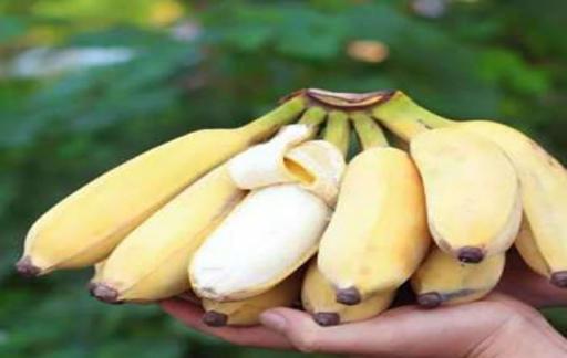 怎么最快催熟苹果蕉