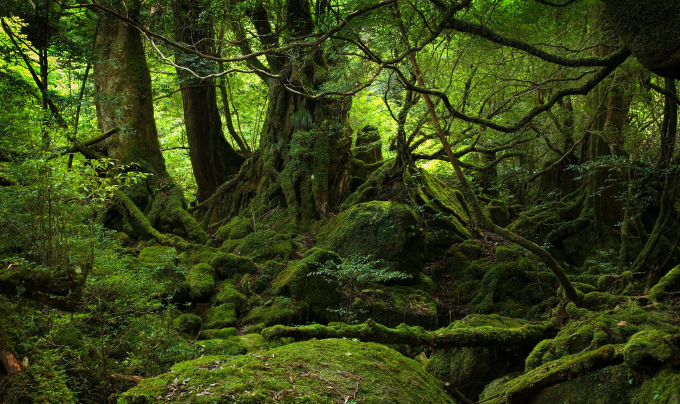 forest是什么意思