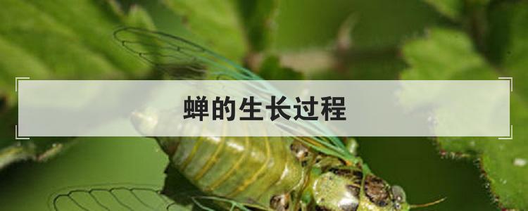 蝉的生长过程