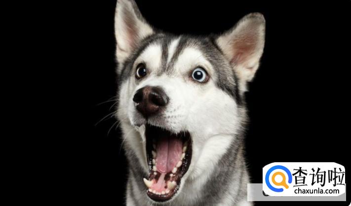 为什么狗在晚上会朝某一处嚎叫，细看却什么也没有？