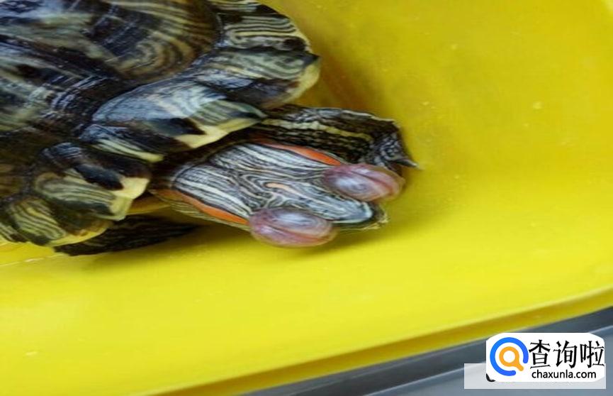 乌龟眼睛肿了该怎么治疗