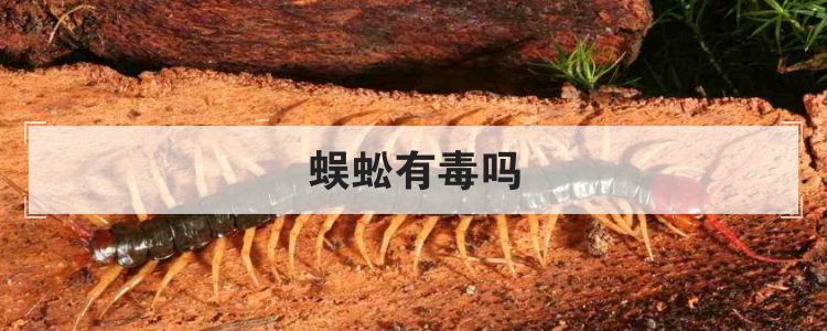 蜈蚣有毒吗
