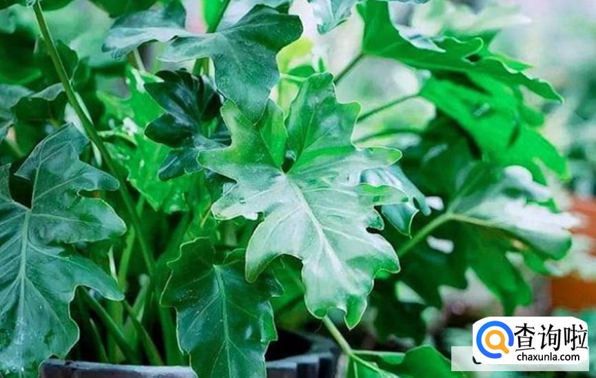 黄金春羽要怎么养活