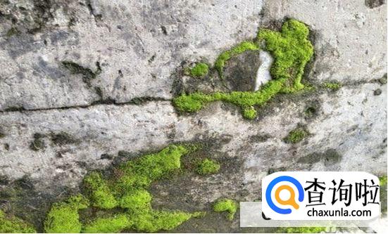 如何清除绿苔
