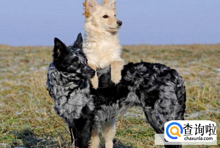 中国十大禁犬都有哪些