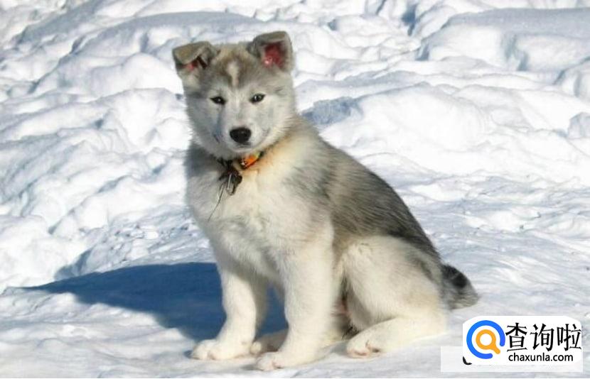 哪些原因会导致哈士奇皮屑增多