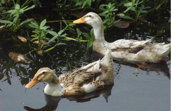 为什么鸭子的羽毛不沾水