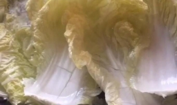 收肉白菜卷的制作方法