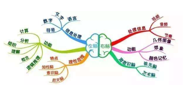 左脑右脑分别控制什么