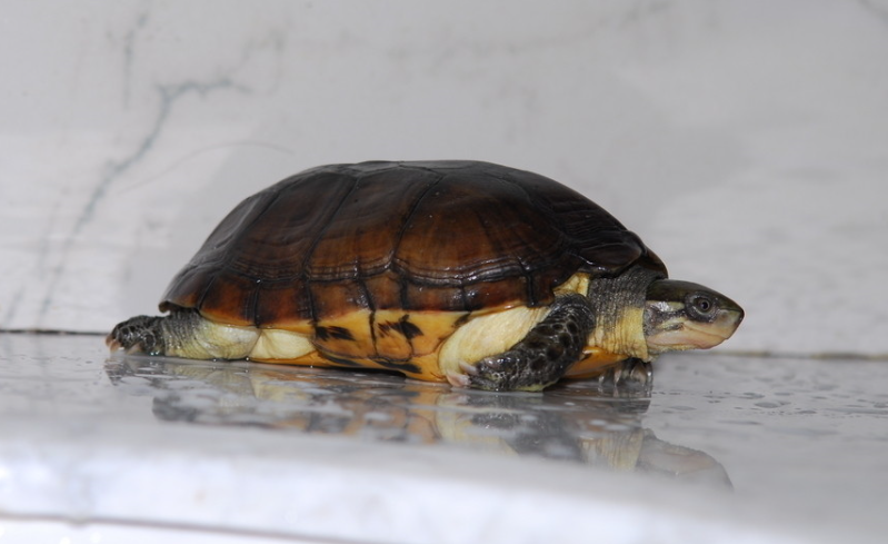 乌龟冬天怎么养