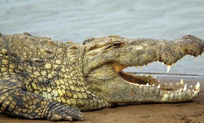 人类曾经的天敌