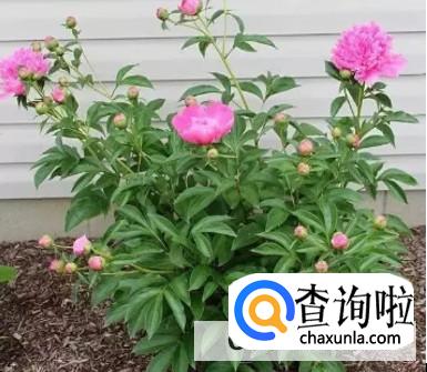 芍药花骨朵上出现蚂蚁怎么解决