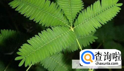 那么含羞草为什么会害羞呢