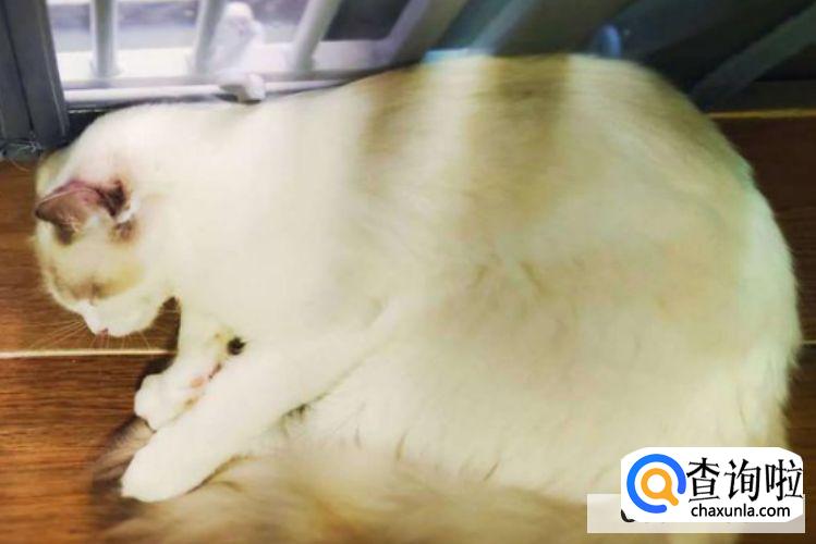 猫咪发情了怎么办?