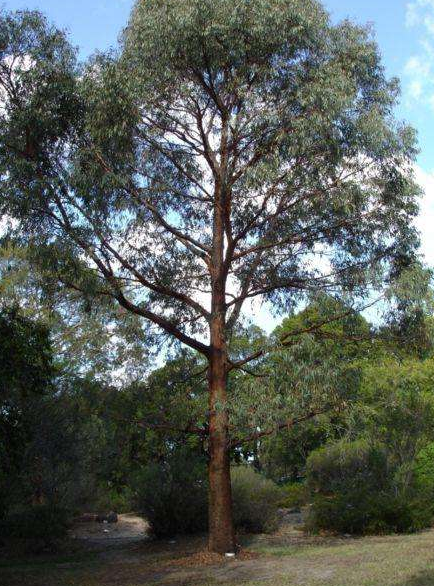 世界上最高的树