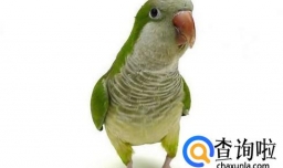 鹦鹉饲养需要注意什么？