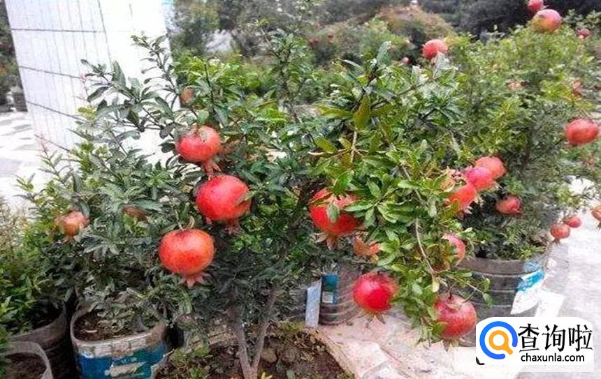 石榴树移栽后不发芽原因和处理方法