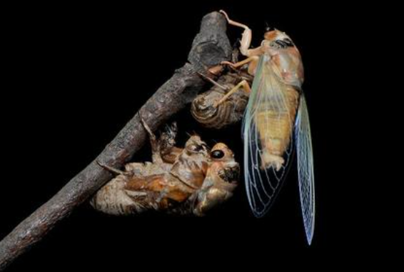 金蝉保存长久的方法