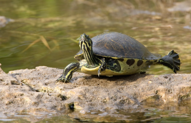 乌龟冬天怎么养