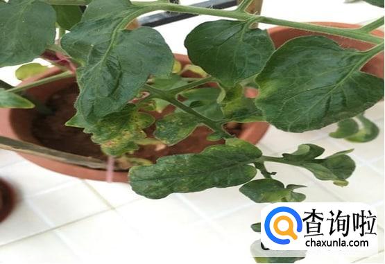 圣女果叶子发黄枯萎怎么处理较好